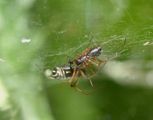 Réf. 240 861 : Frontinellina frutetorum